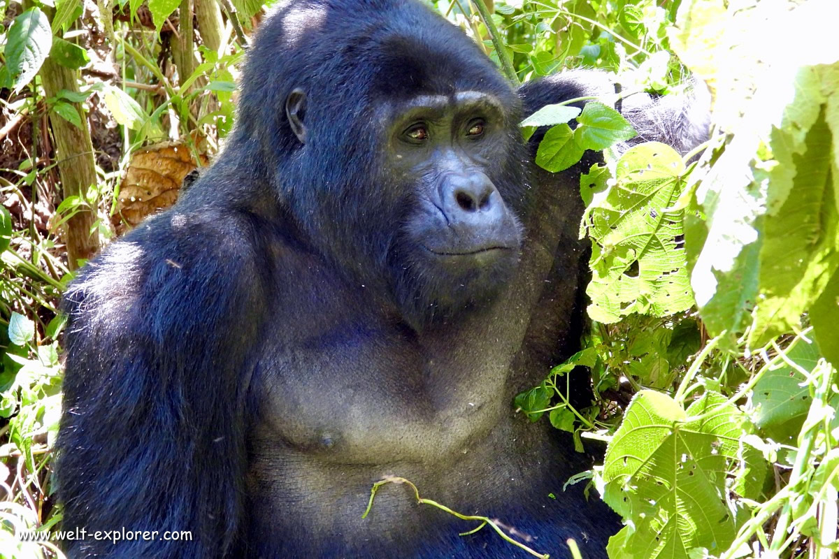 Portrait Berggorilla in Uganda