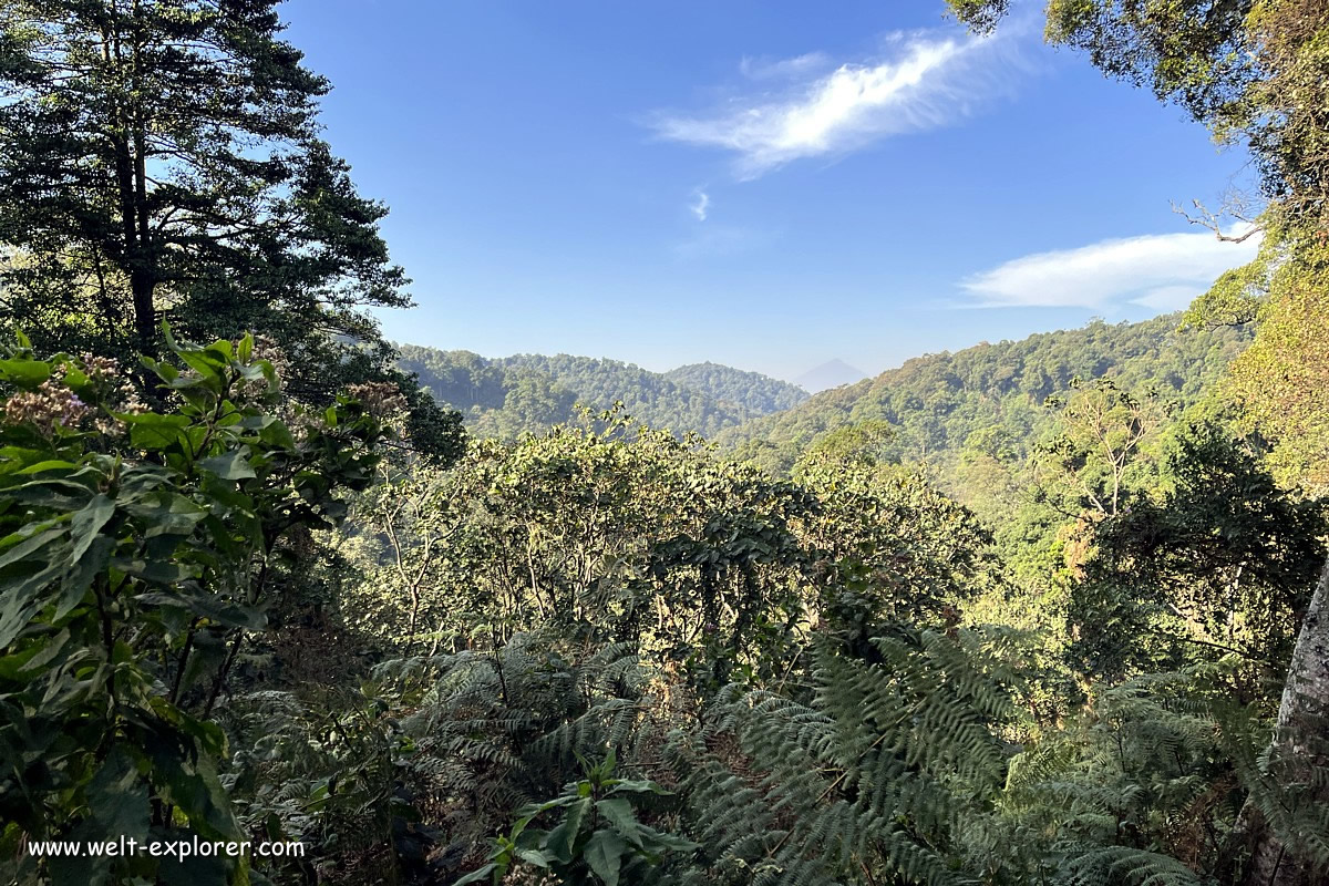 Regen- und Bergwald im Bwindi-Nationalpark in Uganda