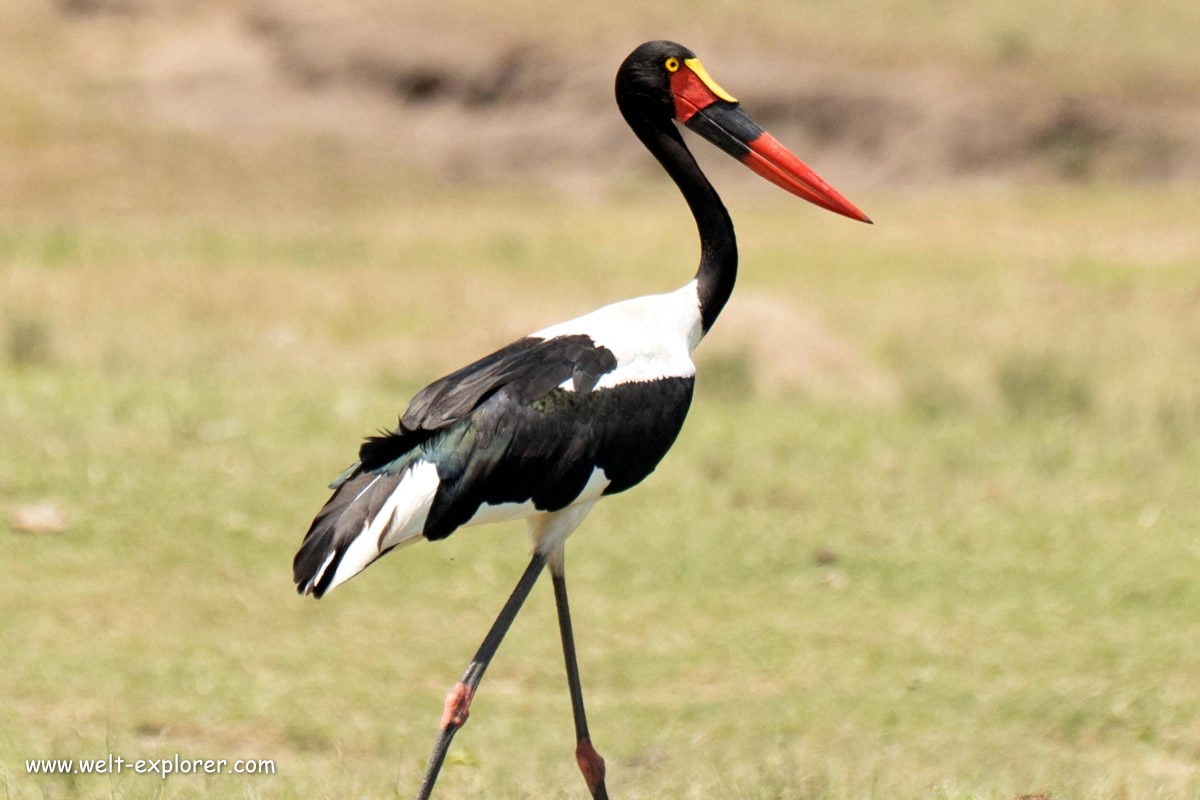 Sattelstorch im Queen-Elizabeth-Nationalpark