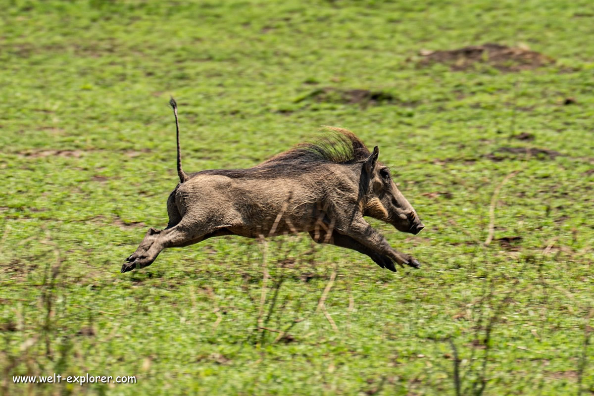 Warzenschwein Tierwelt Uganda Afrika