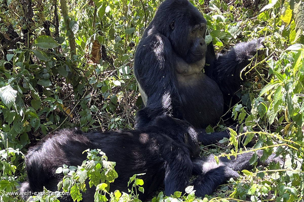 Wildlife im Bwindi-Nationalpark in Uganda