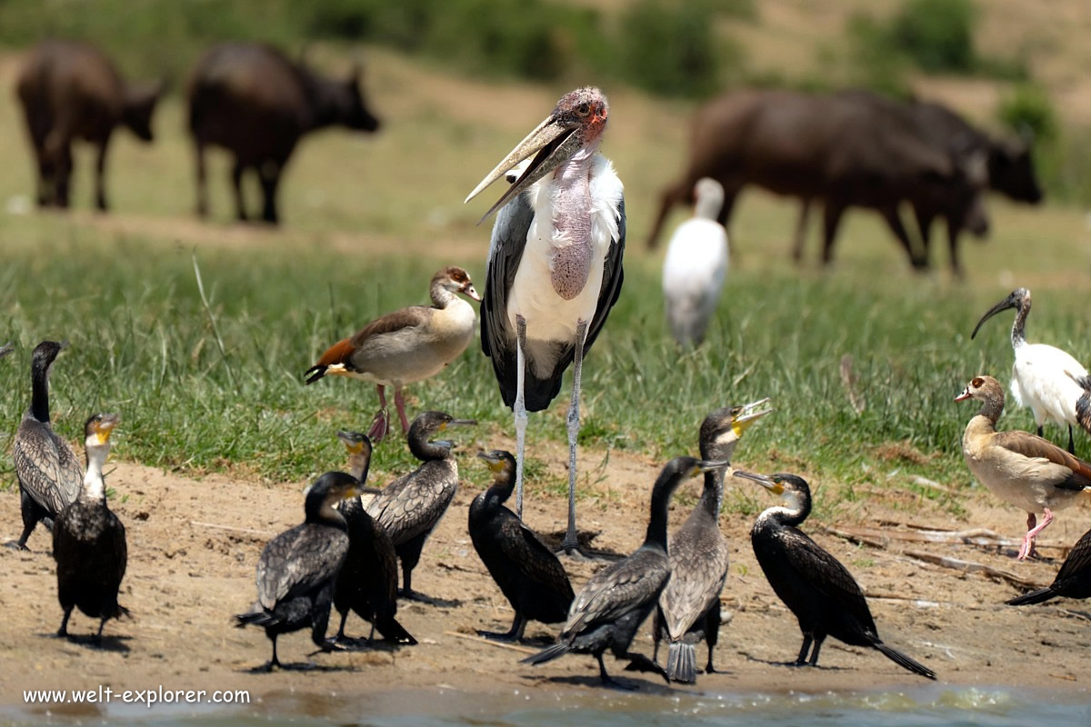 Wildlife und Tierwelt mit Vögel im Queen-Elizabeth-Nationalpark