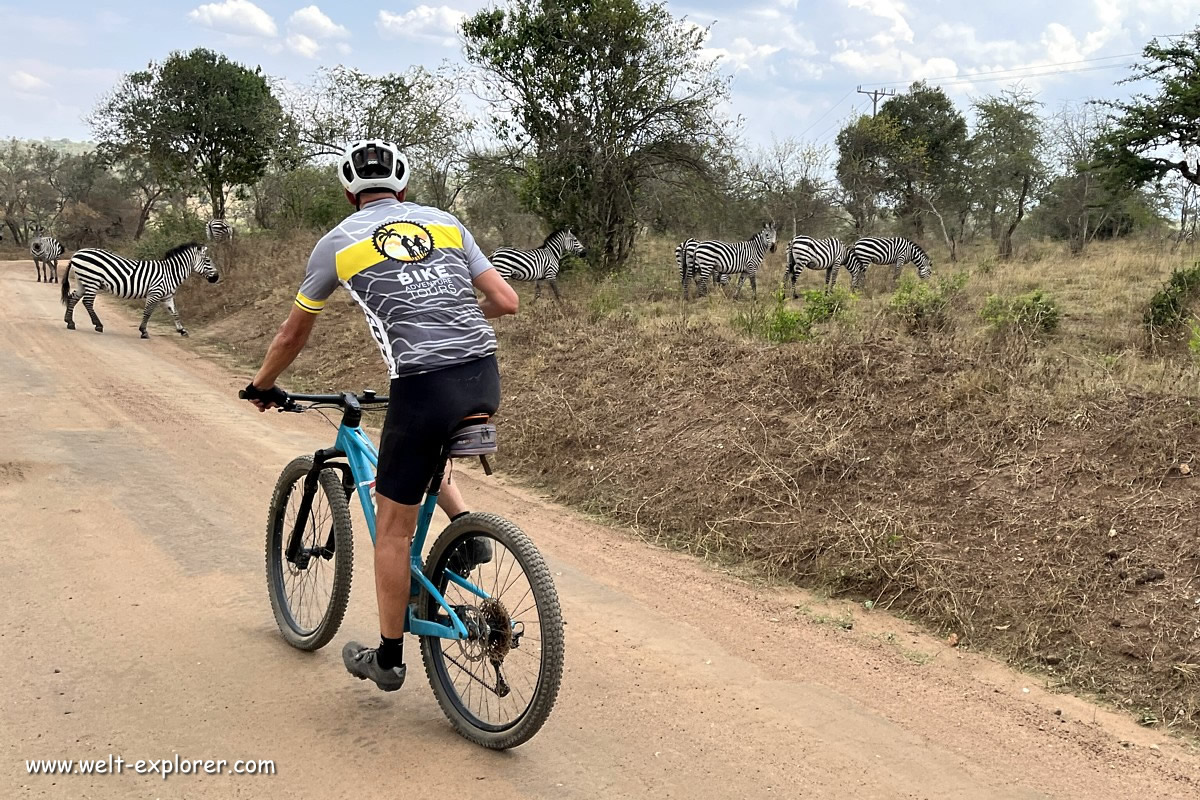 Zebra auf Bike-Safari in Afrika